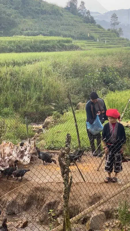 Cho đàn vịt ăn bên ruộng lúa