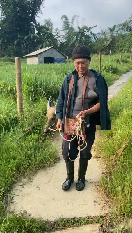 Ông Chảo Quẩy Vạng dắt trâu ra đồng